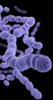 Isothermal and Sensitive Identification of <i>Streptococcus pneumoniae</i> Using Loop Mediated Isothermal Amplification Assay